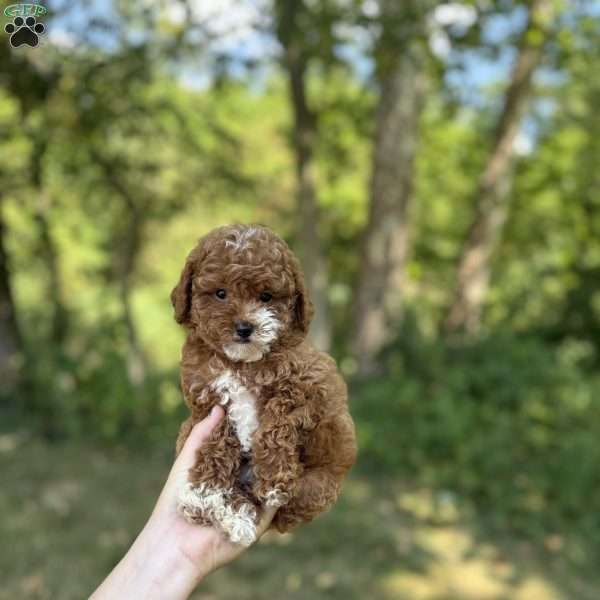 Marley, Miniature Poodle Puppy
